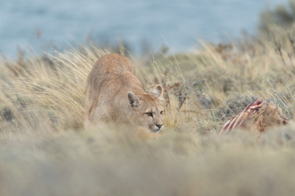 Pumor och kondorer i Patagonien, Chile. Fotoresa med Wild Nature fotoresor. 